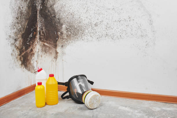 Best Mold Removal Process  in Marianne, PA