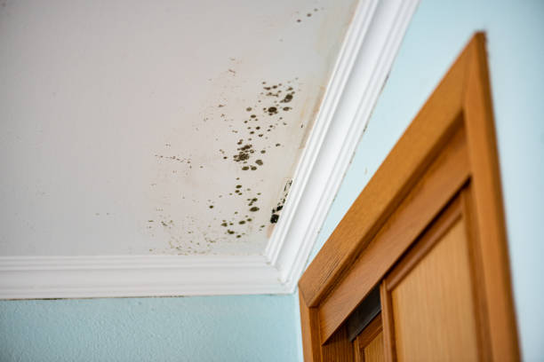 Best Residential Mold Removal  in Marianne, PA
