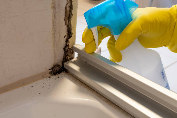 Best Toxic Mold Removal  in Marianne, PA