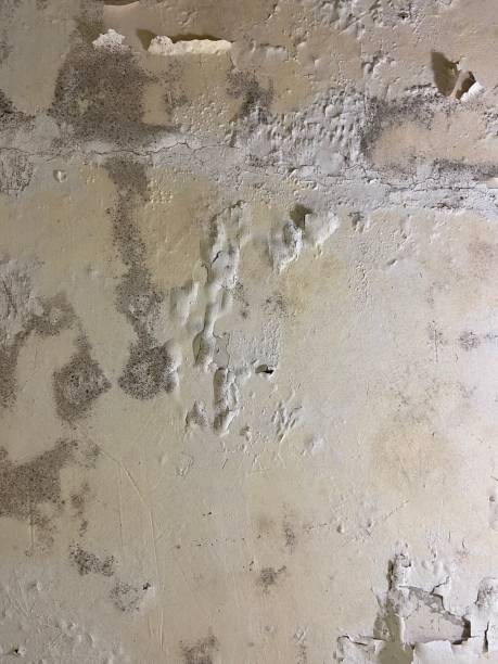 Best Fast Mold Removal  in Marianne, PA
